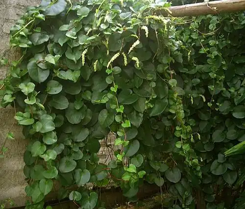 喂猪的藤三七原来这么多妙用!