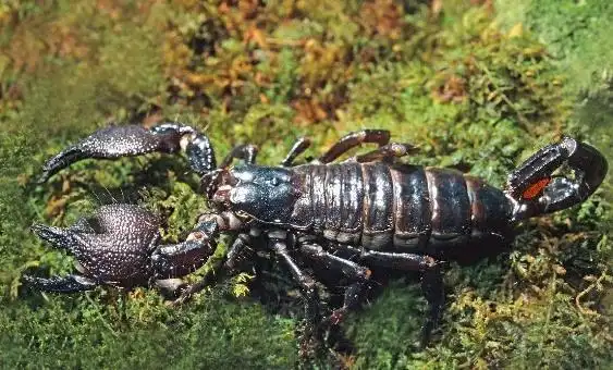 世界上最大的蝎子非洲帝王蝎长达40cm毒液有医药价值