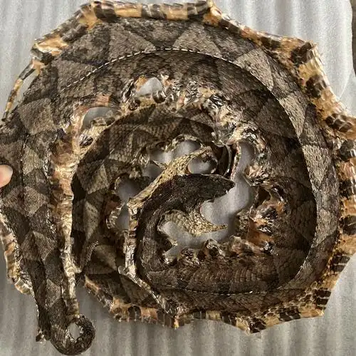 蕲蛇干中药材正品蕲蛇批发全开大条五步蛇泡酒滋补大白花蛇尖吻腹