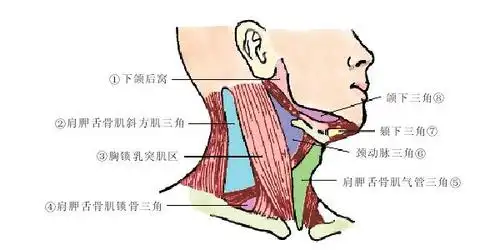 ①下颌后窝posterior fossa of mandible  ②肩胛舌骨肌斜方肌三角omo