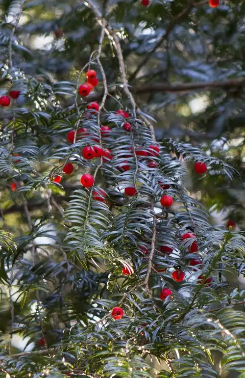 其它 走进婺源秋色 写美篇野生红豆杉对环境要求极高,绝对无污染的