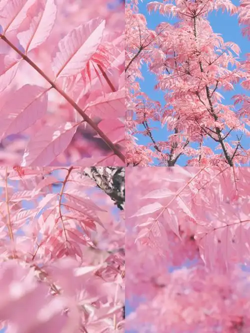 墨尔本的春天长粉色的叶子的是什么树