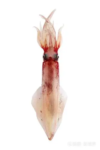 活的鱿鱼海鲜分离的白色