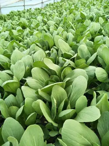 小青菜 常年不断货,质量有保证,诚信第一 ,欢迎新老客户订购