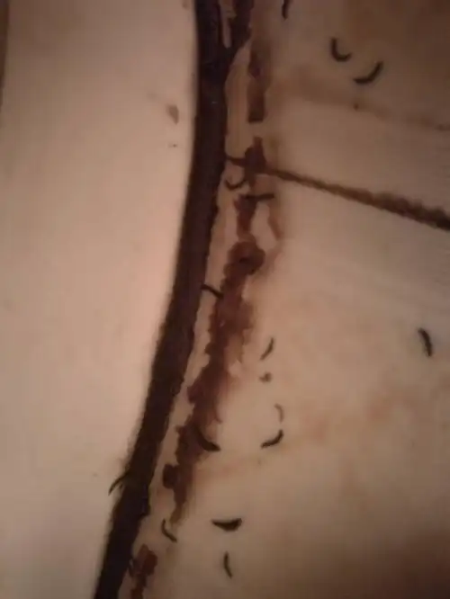 家里厕所的细长黑色虫是什么虫?多谢了,各位大神