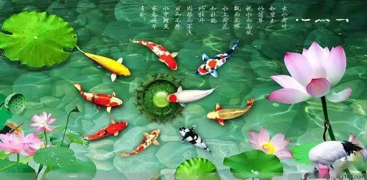 九条可爱的锦鲤在水中嬉闹,寓意着长久的吉祥如意!