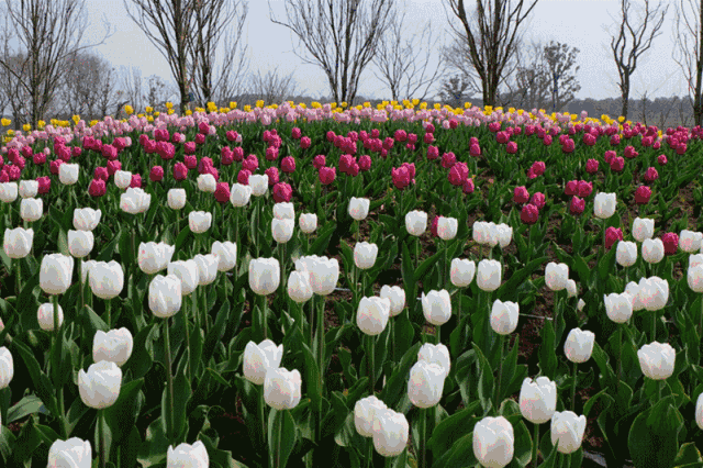 南京最壕的郁金香花圃来了,周六周日约一波