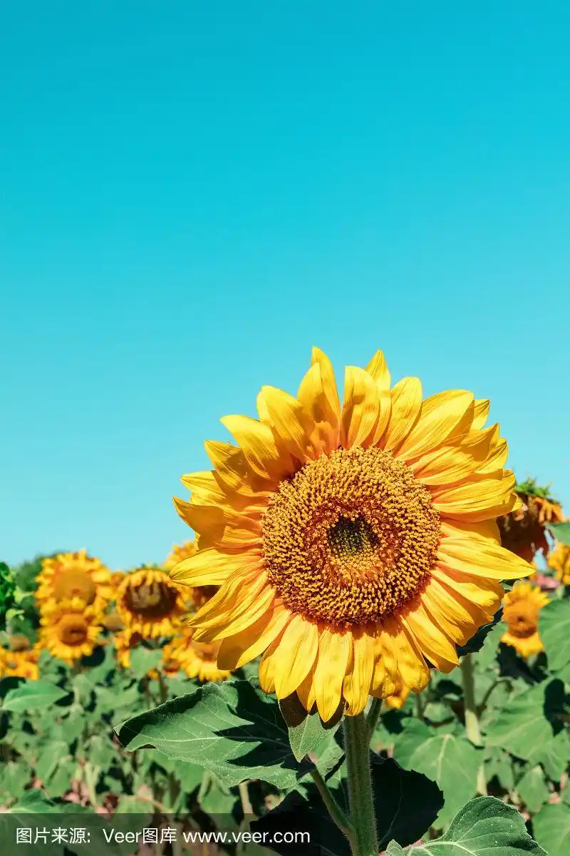 充满活力的向日葵在阳光的田野与地方的文本