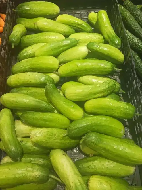 山黄瓜:1.79元每斤