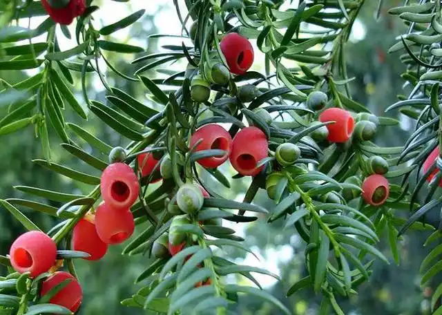 阳:发现连片"国宝"野生红豆杉