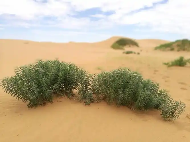 这些不知名的灌木是稳定沙丘的功臣.