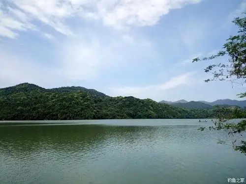 联安水库独钓 自制饵料钓鲤鱼