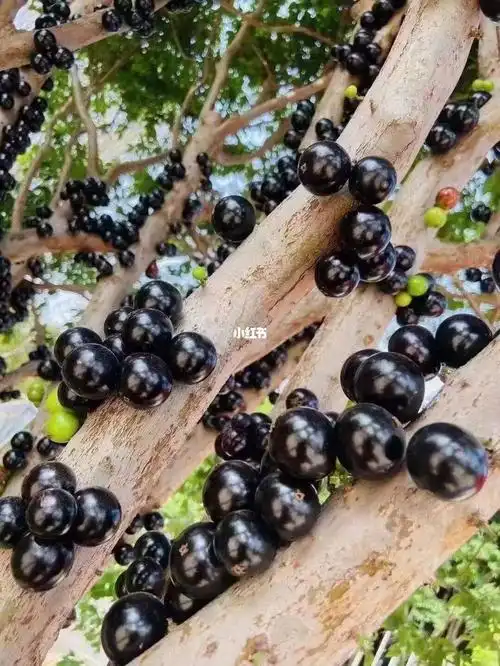 长在树上的葡萄又称嘉宝果黑葡萄