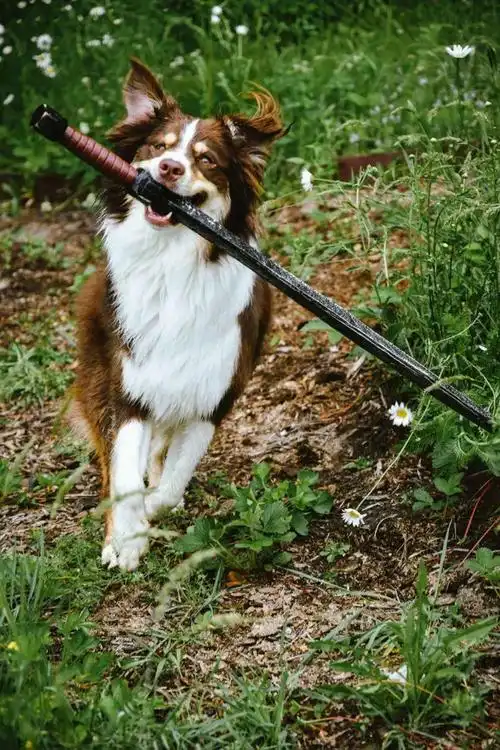 救命我家狗喜欢拿着剑追杀我怎么办