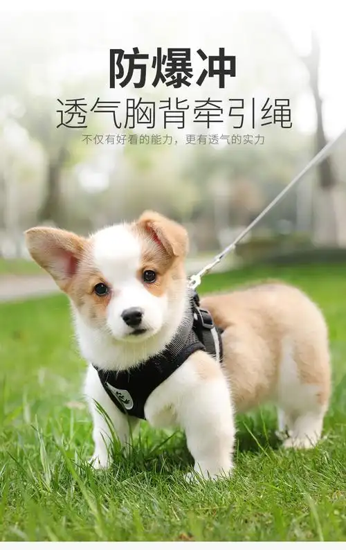 栓狗绳狗狗牵引绳狗链反光背心胸背带狗链子狗绳子遛狗绳小型犬泰迪