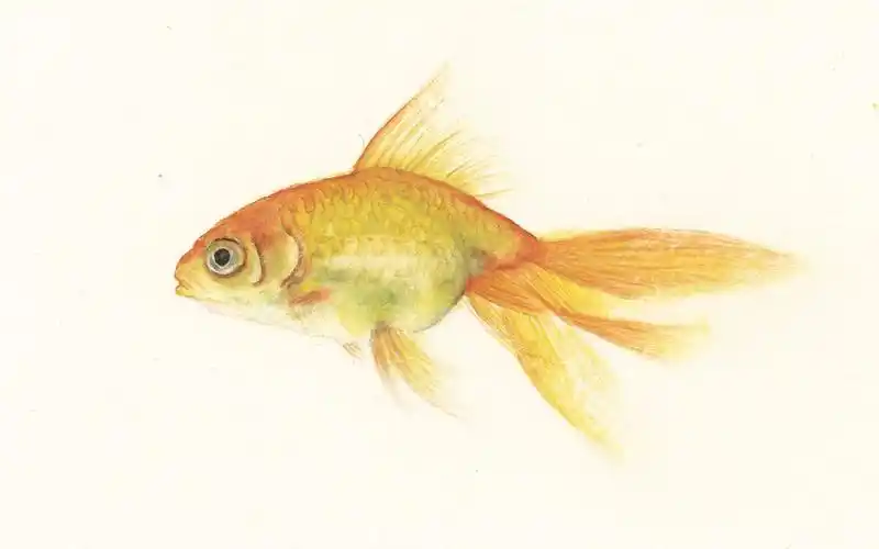 看郭关道长怎样用毛笔画出一条活金鱼!