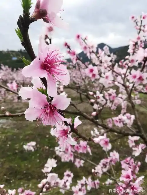 大地一片红霞,醉美桃花三月天