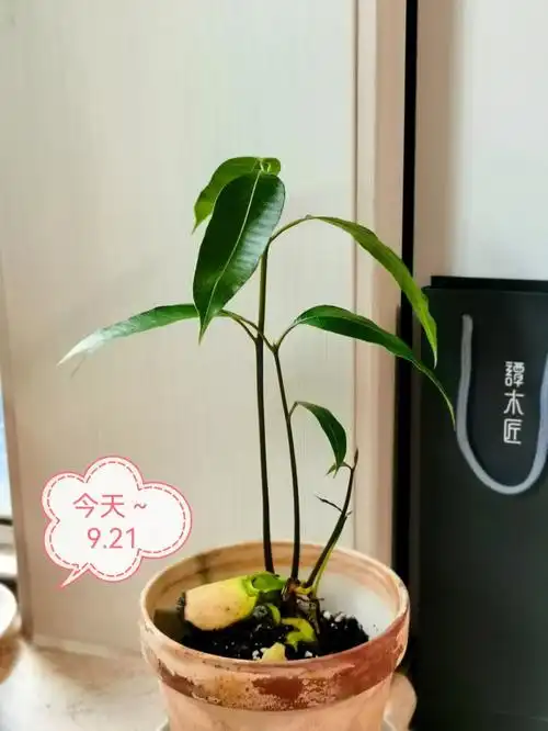 芒果苗开始健康生长了