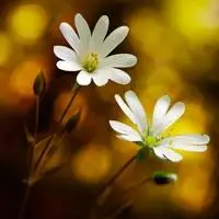 抖音风景头像图片大全