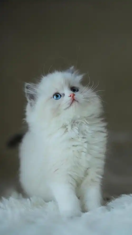 三只可爱的小猫.