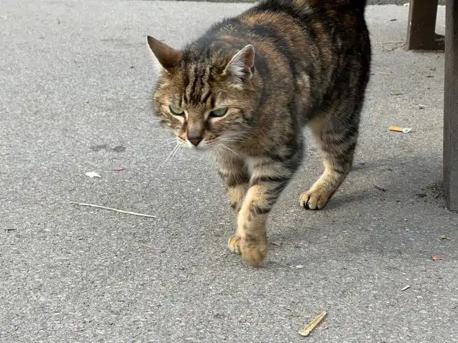一个有点像狸花猫的猫咪,后来发现它可能是从笼子里跑出来的"野猫"?