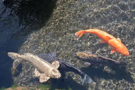 池塘里的鱼图片