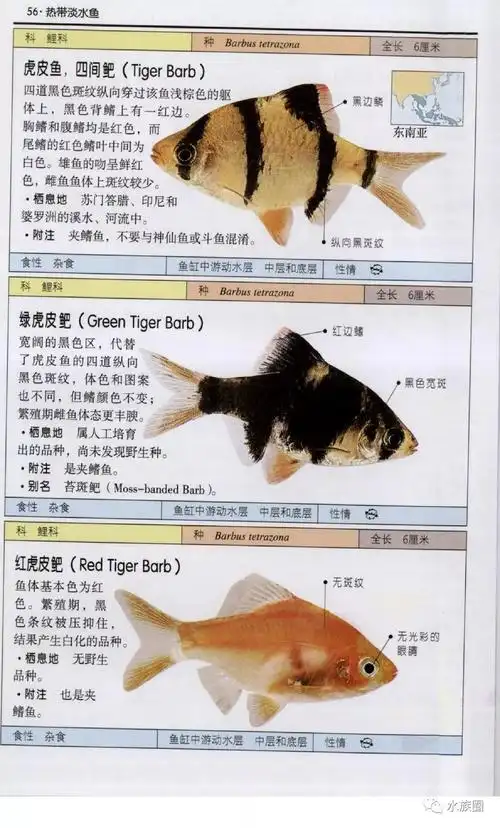 观赏鱼:全世界500多种观赏鱼的彩色图鉴 米尔斯|【水族圈低调分享】