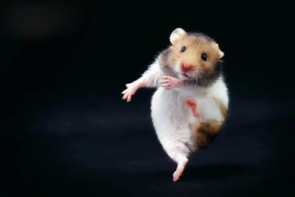 呆萌的小动物美图,你喜欢哪一个?第四期