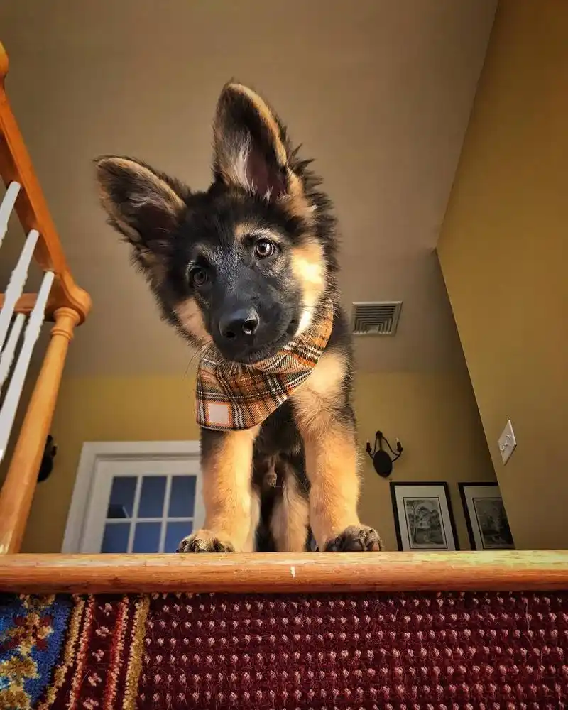 威武帅气的德国牧羊犬居然也可以是行走的表情包