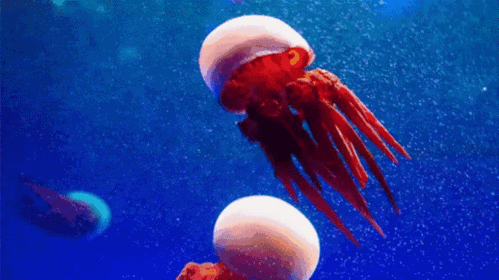 海底总动员全新上演黄金鲹带你周游海底世界