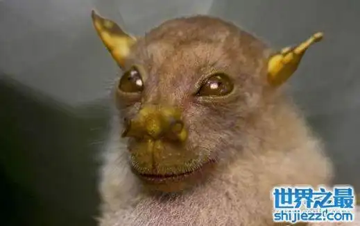 世界上最奇异的10种动物,你一个都没见过(组图)