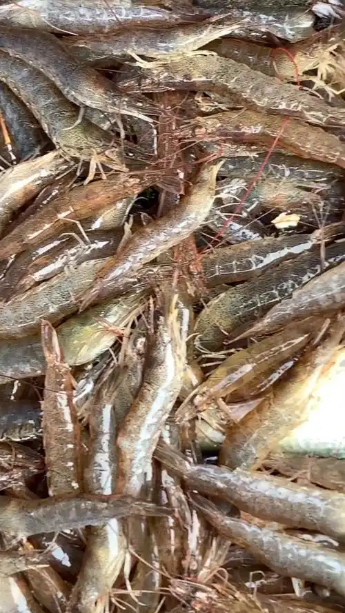 良田河泥虾#良田河