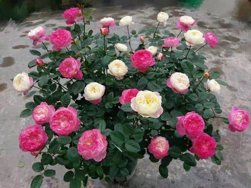 上上花田月季日月新品粉色包子丰花阳台庭院时令草本花卉