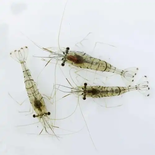 中华小长臂花腰虾秀丽白鱼缸观赏水晶虾除丝藻吃藻虾除藻虾工具虾