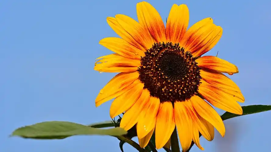 向日葵图片桌面壁纸_金色的向日葵电脑壁纸_三千图片网