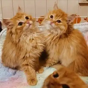 狮子猫山东临清长毛猫橘猫咪异瞳幼崽三花猫舍繁殖鸳鸯眼幼猫蓝眼