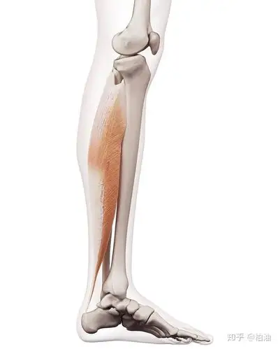 比目鱼肌是小腿三头肌的一部分