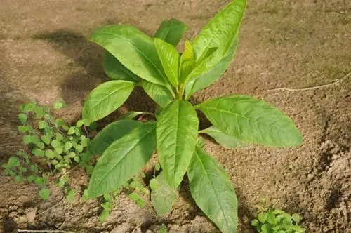 41,党参(党参 codonopsis pilosula)