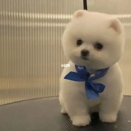 上海出一只茶杯犬博美俊介幼犬一只