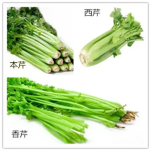 夏季暑气盛,清热平肝的芹菜要这么挑!