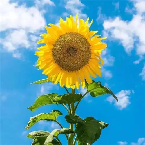 好运头像图片招财带来好运的头像图片大全2022