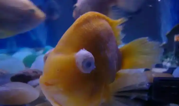 航泰水族鹦鹉鱼眼睛凸出来这要怎么治疗