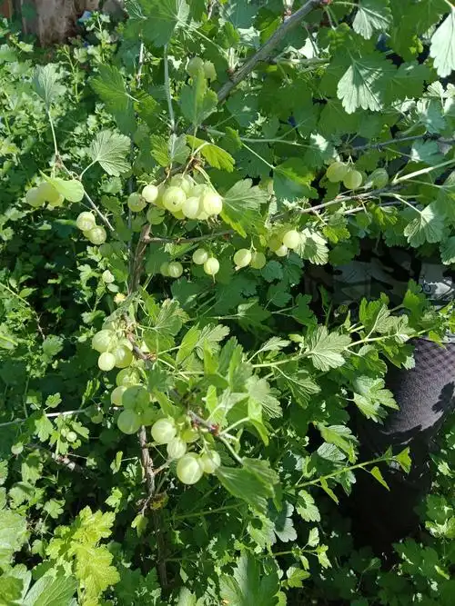 供应大厅  种子种苗  灯笼果苗