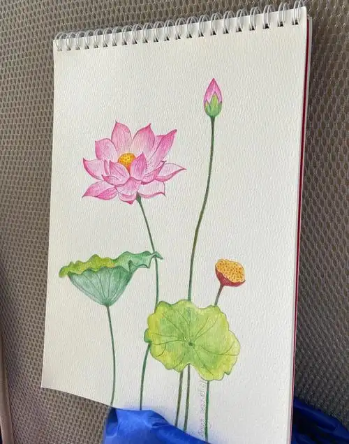 彩铅画一朵些许孤傲的荷花