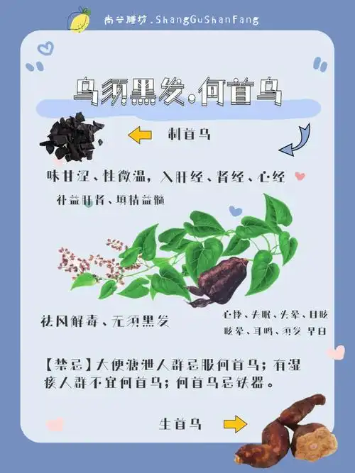 73中药何首乌补益肝肾75乌须黑发75