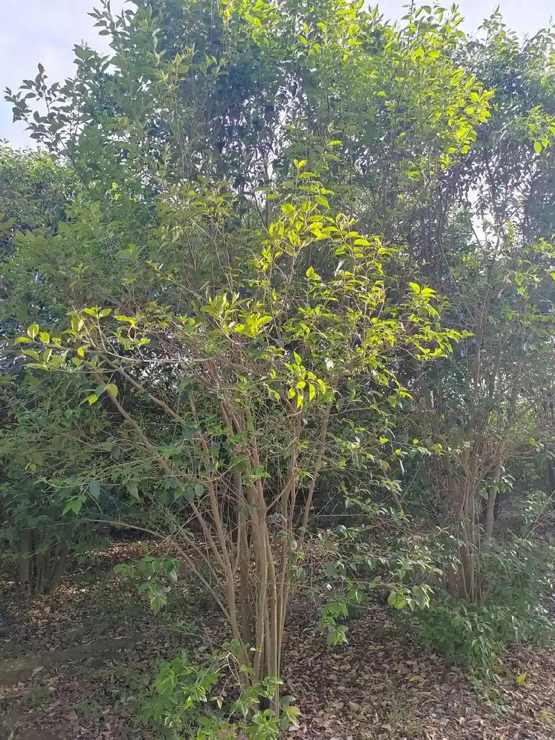 惊不惊喜意不意外 丛生大叶女贞13772485777