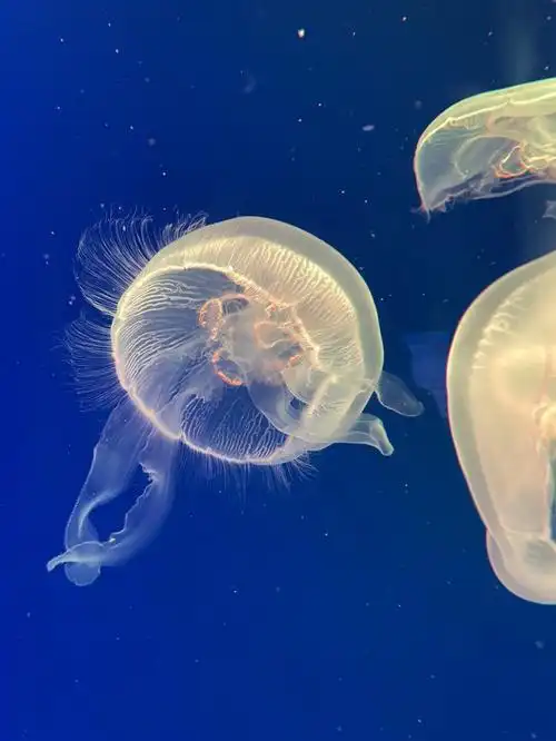 水母真是好看昂