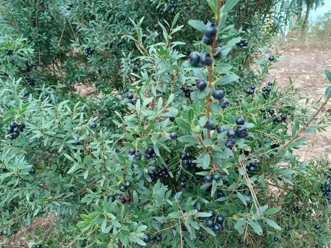 我爱的野果一一山石榴