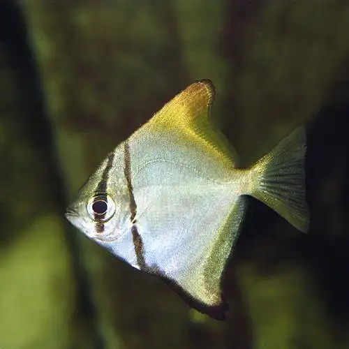 人工黄鳍鲳海水观赏鱼其他鱼