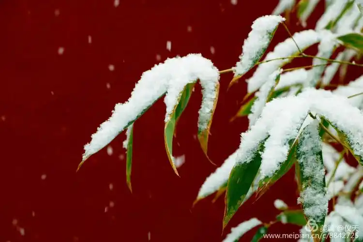京城雪花飞 猪年好运来